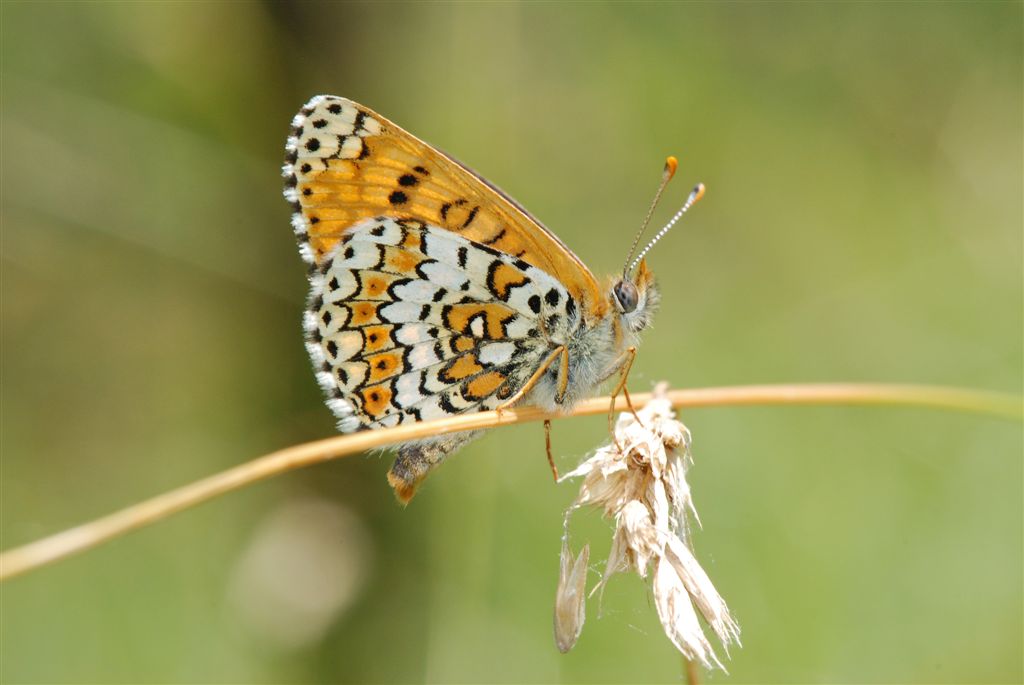 Melitaea...